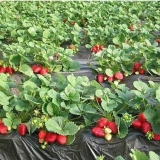 Kako pripremiti gredicu za jagode u jesen